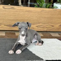 Halle , a female Italian Greyhound for sale in Nappanee, IN – Photo 9 of 9