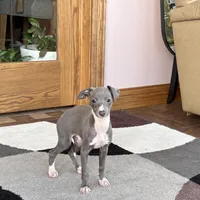 Halle , a female Italian Greyhound for sale in Nappanee, IN – Photo 8 of 9