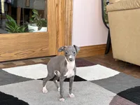 Halle , a female Italian Greyhound for sale in Nappanee, IN – Photo 8 of 9