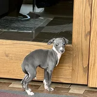 Halle , a female Italian Greyhound for sale in Nappanee, IN – Photo 2 of 9