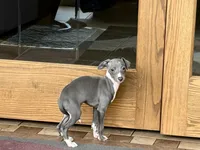 Halle , a female Italian Greyhound for sale in Nappanee, IN – Photo 2 of 9