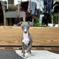 Halle , a female Italian Greyhound for sale in Nappanee, IN – Photo 6 of 9