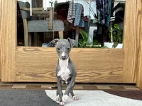 Halle , a female Italian Greyhound for sale in Nappanee, IN – Photo 6 of 9