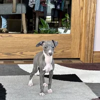 Halle , a female Italian Greyhound for sale in Nappanee, IN – Photo 3 of 9