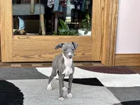 Halle , a female Italian Greyhound for sale in Nappanee, IN – Photo 3 of 9