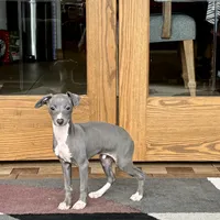Halle , a female Italian Greyhound for sale in Nappanee, IN – Photo 5 of 9