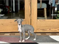 Halle , a female Italian Greyhound for sale in Nappanee, IN – Photo 5 of 9