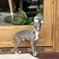 Halle , a female Italian Greyhound for sale in Nappanee, IN – Photo 1 of 9