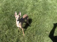 Tucker, a male Italian Greyhound for sale in Nappanee, IN – 4 of 6