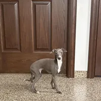 Sonya, a female Italian Greyhound for sale in Nappanee, IN – Photo 1 of 7