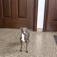 Sonya, a female Italian Greyhound for sale in Nappanee, IN – Photo 3 of 7