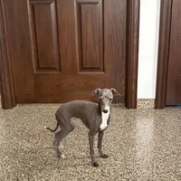 Sonya, a female Italian Greyhound for sale in Nappanee, IN – Photo 4 of 7