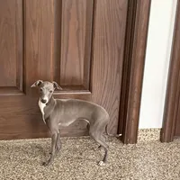 Sonya, a female Italian Greyhound for sale in Nappanee, IN – Photo 6 of 7