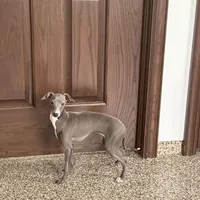 Sonya, a female Italian Greyhound for sale in Nappanee, IN – Photo 7 of 7