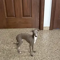 Sonya, a female Italian Greyhound for sale in Nappanee, IN – Photo 2 of 7