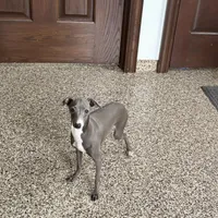 Sonya, a female Italian Greyhound for sale in Nappanee, IN – Photo 5 of 7