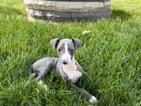 Shane, a male Italian Greyhound for sale in Nappanee, IN – 2 of 10