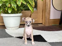Janie, a female Italian Greyhound for sale in Nappanee, IN – 7 of 10