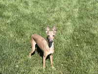Tucker, a male Italian Greyhound for sale in Nappanee, IN – 6 of 6