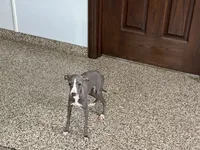 Olive, a female Italian Greyhound for sale in Nappanee, IN – 8 of 9
