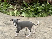 Shadow , a male Italian Greyhound for sale in Nappanee, IN – 2 of 5