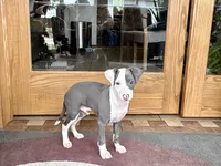 Scottie, a male Italian Greyhound for sale in Nappanee, IN – 4 of 8