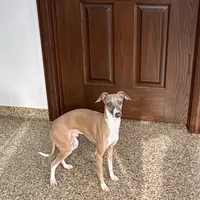 Georgie, a male Italian Greyhound for sale in Nappanee, IN – Photo 1 of 8