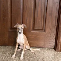 Georgie, a male Italian Greyhound for sale in Nappanee, IN – Photo 6 of 8