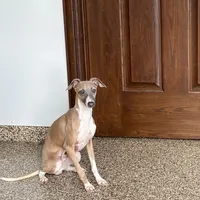 Georgie, a male Italian Greyhound for sale in Nappanee, IN – Photo 2 of 8