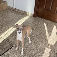 Georgie, a male Italian Greyhound for sale in Nappanee, IN – Photo 8 of 8