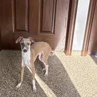 Georgie, a male Italian Greyhound for sale in Nappanee, IN – Photo 4 of 8