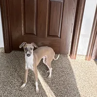 Georgie, a male Italian Greyhound for sale in Nappanee, IN – Photo 5 of 8