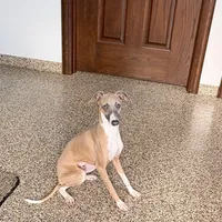 Georgie, a male Italian Greyhound for sale in Nappanee, IN – Photo 7 of 8