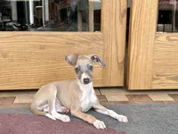 processed/9df88af3-7188-405a-9bb9-986e1332cdaa/listing/e0a119ee-8a0c-4850-9095-c0c46c6cb3e3/f302fad3-93a6-46d6-9107-832a385d2763