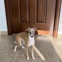Georgie, a male Italian Greyhound for sale in Nappanee, IN – Photo 3 of 8