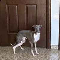 Ray, a male Italian Greyhound for sale in Nappanee, IN – Photo 1 of 4