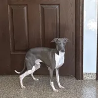 Ray, a male Italian Greyhound for sale in Nappanee, IN – Photo 2 of 4