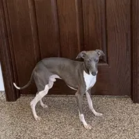 Ray, a male Italian Greyhound for sale in Nappanee, IN – Photo 3 of 4