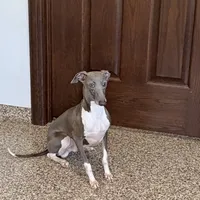 Ray, a male Italian Greyhound for sale in Nappanee, IN – Photo 4 of 4