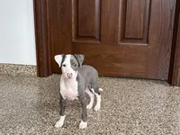 Scottie, a male Italian Greyhound for sale in Nappanee, IN – 6 of 8