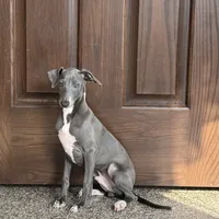 Blue, a male Italian Greyhound for sale in Nappanee, IN – Photo 5 of 8