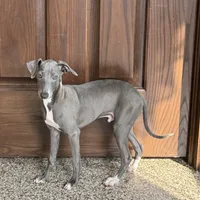 Blue, a male Italian Greyhound for sale in Nappanee, IN – Photo 3 of 8