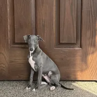 Blue, a male Italian Greyhound for sale in Nappanee, IN – Photo 7 of 8