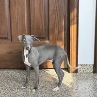Blue, a male Italian Greyhound for sale in Nappanee, IN – Photo 6 of 8