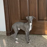 Blue, a male Italian Greyhound for sale in Nappanee, IN – Photo 8 of 8