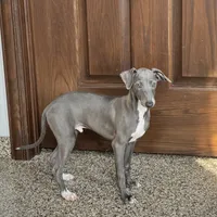 Blue, a male Italian Greyhound for sale in Nappanee, IN – Photo 1 of 8