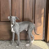 Blue, a male Italian Greyhound for sale in Nappanee, IN – Photo 2 of 8