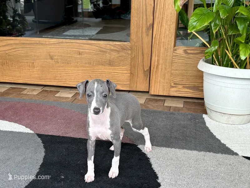 Gabby  – Italian Greyhound puppy for sale in Nappanee, IN