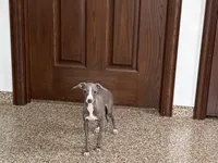 Olive, a female Italian Greyhound for sale in Nappanee, IN – 5 of 9