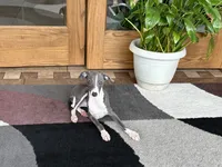 Olive, a female Italian Greyhound for sale in Nappanee, IN – 9 of 10
